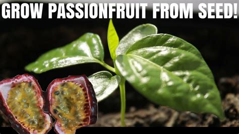 how to plant passion fruit seeds